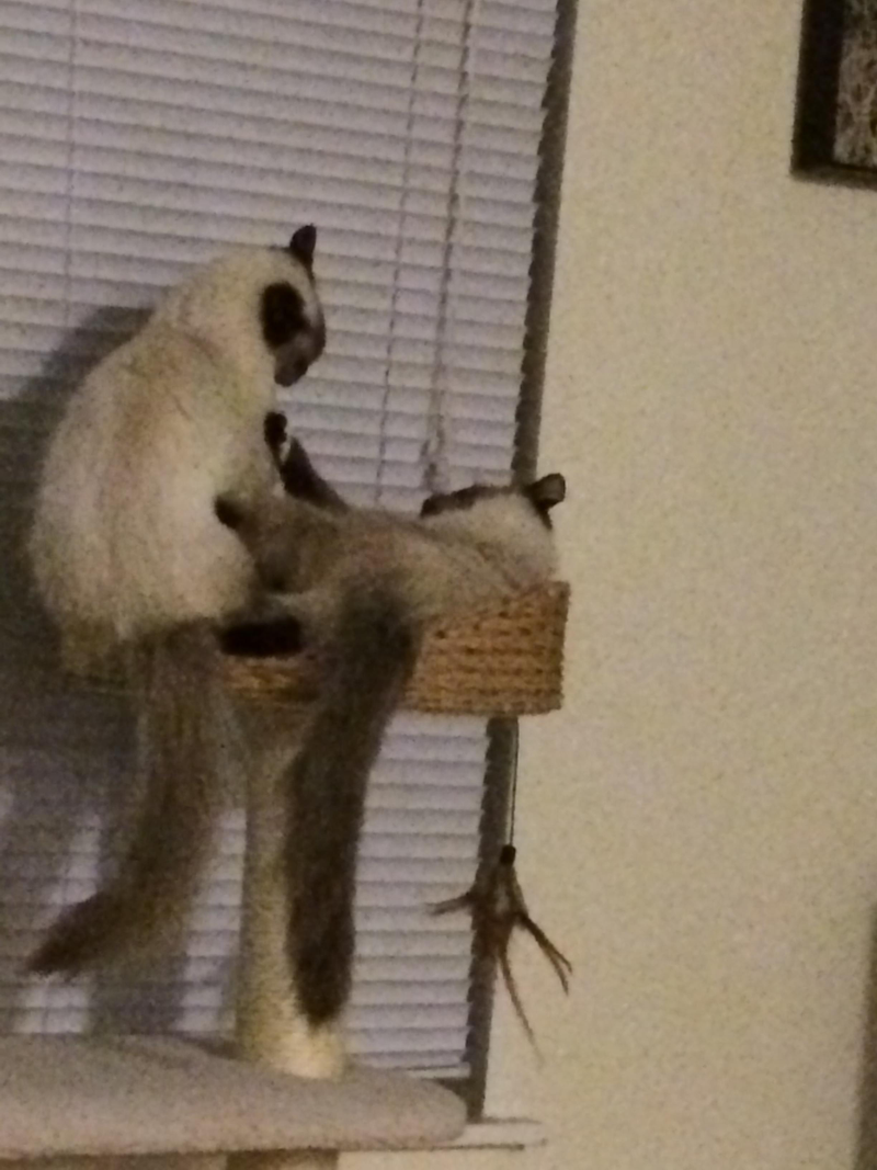 Illustration for article titled Scenes from a cat tree (post your pets!)